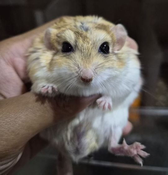 หนูแฟตเทล