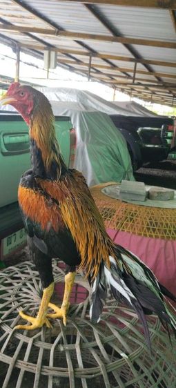 ไก่เหลืองหางขาว