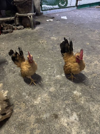 ไก่แจ้อายุ3เดือน