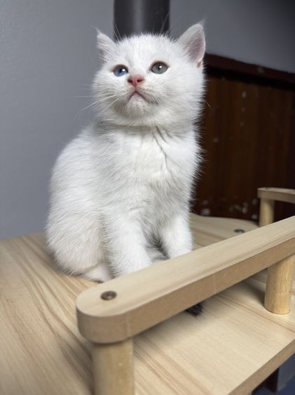 สก็อตติช โฟลด์ (Scottish Fold) น้องแมวสก็อตติช เพศผู้ ตาสองสีเทาฟ้า