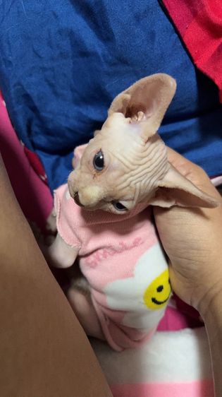 น้องแมวสฟิงซ์ รูปที่ 5
