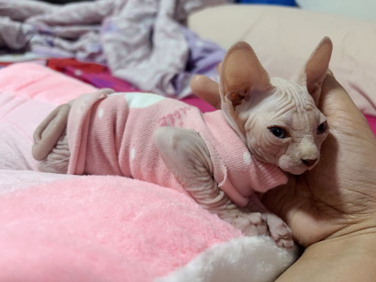 น้องแมวสฟิงซ์ รูปที่ 4
