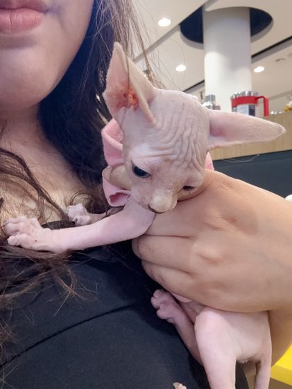 น้องแมวสฟิงซ์