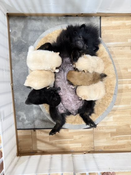 ปอมเมอเรเนียน (Pomeranian) เล็ก ปอมเมอเรเนียน