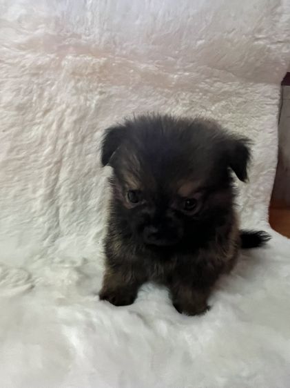 น้องปอม