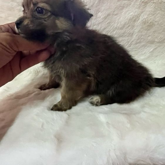 ชิวาวา (Chihuahua) น้องชิวาวา