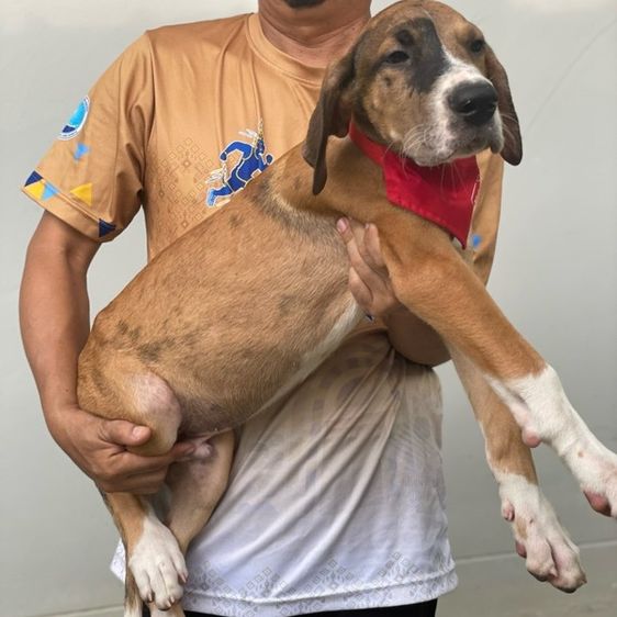 เกรทเดน (Great Dane) เกรทเดน