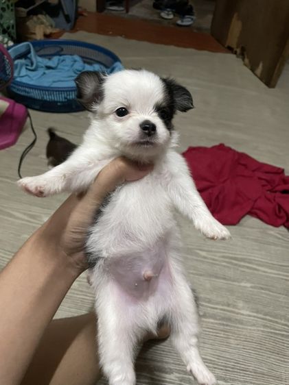 ชิวาวา (Chihuahua) ลูกหมาชิวาวา