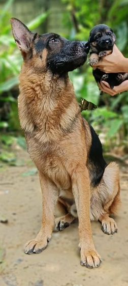 เยอรมันเชพเพิร์ด รูปที่ 7