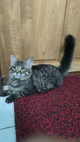 เมนคูน (Maine Coon) ลูกครึ่งเมนคูน