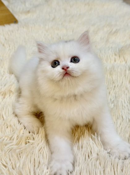 เปอร์เซียสีขาว รูปที่ 2