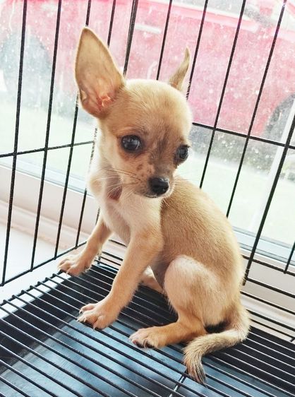 ชิวาวา (Chihuahua) เล็ก ชิวาว่าแท้ มีหลายตัวค่ะ กดเข้ามาดูก่อนได้จ๊าาา