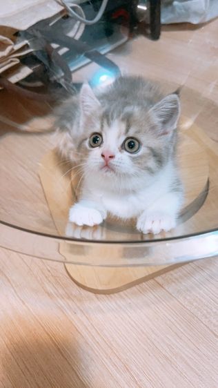 สก็อตติช โฟลด์ (Scottish Fold) ดญ.สก็อตอ้วนๆอ้อนๆ