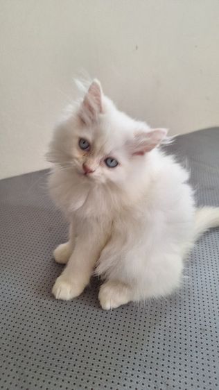 ลูกแมวเปอร์เซีย รูปที่ 6