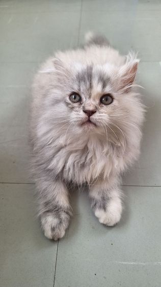 ลูกแมวเปอร์เซีย รูปที่ 10