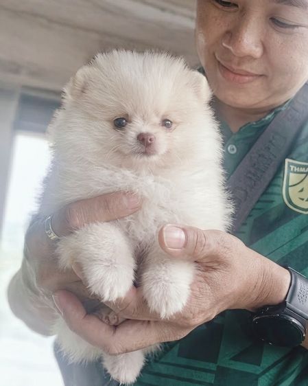 ปอมเมอเรเนียน (Pomeranian) เล็ก ลูกปอมแท้ ราคา2900