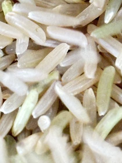ข้าวสามสี ข้าวเจ้าหอมเวสสันตะระ ข้าวเจ้าหอมเพชรราตรี ข้าวเจ้าหอมมะลิ ความลงตัวในความหอม นุ่ม อร่อย คุณค่าทางอาหารครบ วิตามิน แอนโทไซยานิน ดำ รูปที่ 17