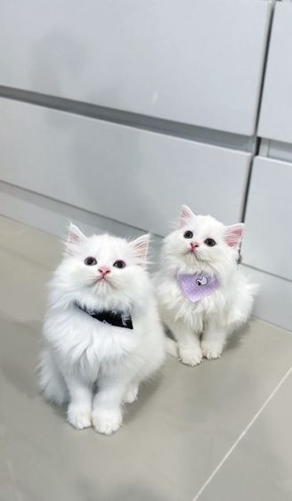 เปอร์เซีย (Persian) แมวเปอร์เซีย