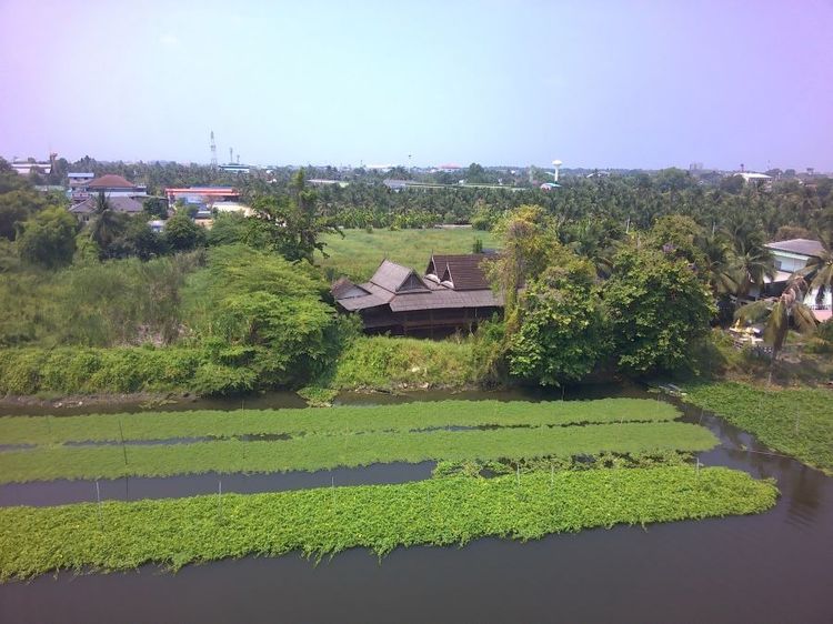 ที่ดินติดแม่น้ำท่าจีน3ไร่ท่าตลาด5ทับ1 ใกล้วัดไร่ขิง450เมตร รูปที่ 2