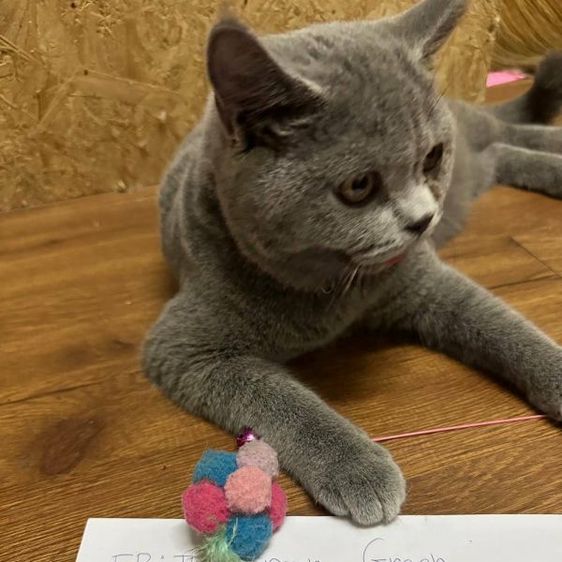 บริติช ชอร์ตแฮร์ (British Shorthair) บริติช​ช็อต​แฮร์​เด็ก​ชาย​