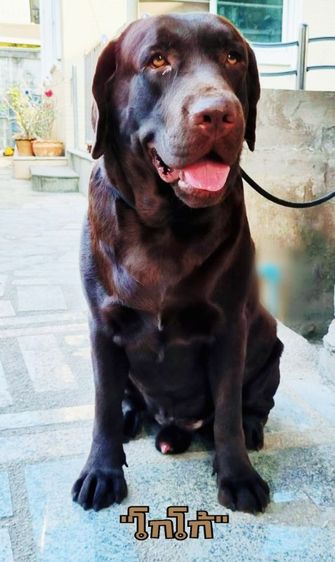 ลาบราดอร์ (Labrador) ใหญ่ พ่อพันธุ์ ลาบลาดอร์ รับผสม 6500