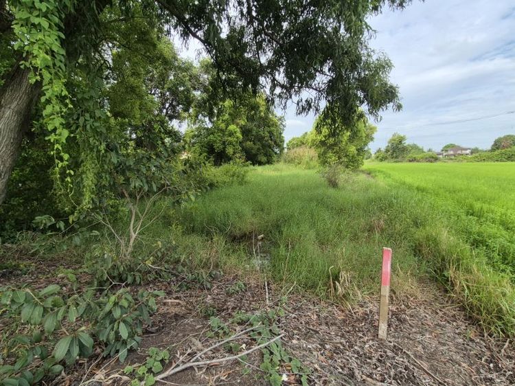 ใช่ ขายที่ดิน 200 ตร.วา วังน้อย อยุธยา