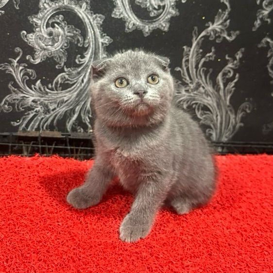 สก็อตติช โฟลด์ (Scottish Fold) ลูกแมว2เดือน สก็อตติชโฟลด์ หูพับ สีเทาบลู ดญ.