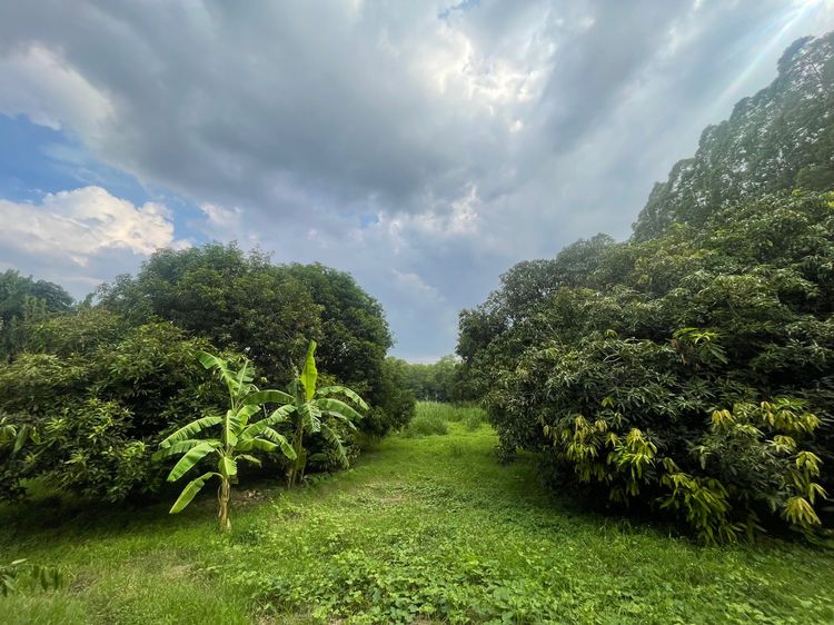 ที่ดินเปล่าติดแม่น้ำป่าสัก รูปที่ 4