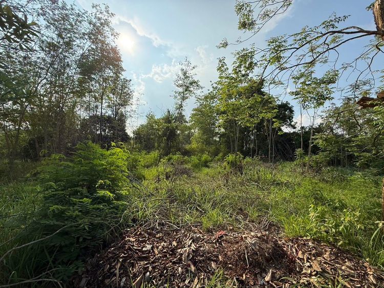 ขายที่ดินทำเลสวย ใกล้ทอสกาน่า เขาใหญ่ เพียง 10 นาที 🌿 ✨ โอกาสดีสำหรับคนที่กำลังมองหาที่ดินเพื่อสร้างบ้านพักตากอากาศ รีสอร์ต หรือซื้อเก็บลงท รูปที่ 4