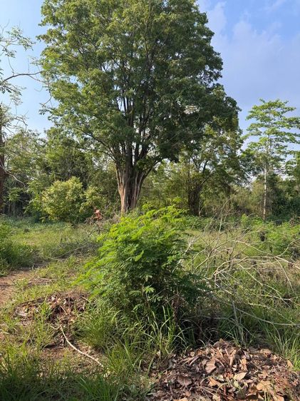 ขายที่ดินทำเลสวย ใกล้ทอสกาน่า เขาใหญ่ เพียง 10 นาที 🌿 ✨ โอกาสดีสำหรับคนที่กำลังมองหาที่ดินเพื่อสร้างบ้านพักตากอากาศ รีสอร์ต หรือซื้อเก็บลงท