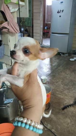 ชิวาวา (Chihuahua) เล็ก ชิวาวา
