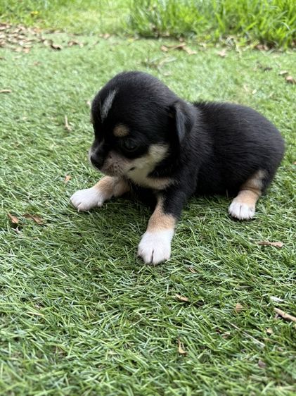 ชิวาวา (Chihuahua) เล็ก ชิวาวา