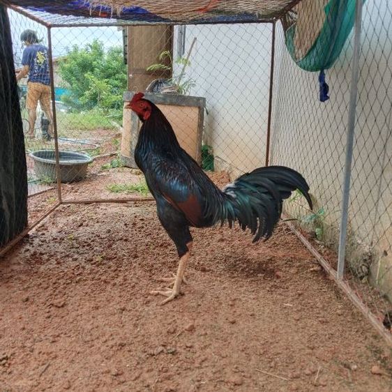 ไก่ชน