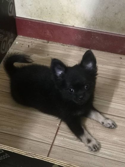 ชิวาวา (Chihuahua) ชิวาว่า เพศผู้ สีแบล็กแทน ไซส์เล็ก ขนยาว