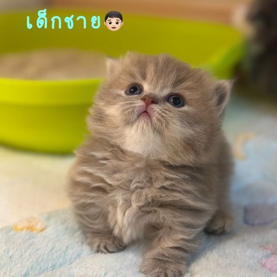แมวมันซ์กิ้น-บริติช (ขาสั้น)