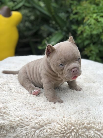 บูลลี่เพศเมีย รูปที่ 4