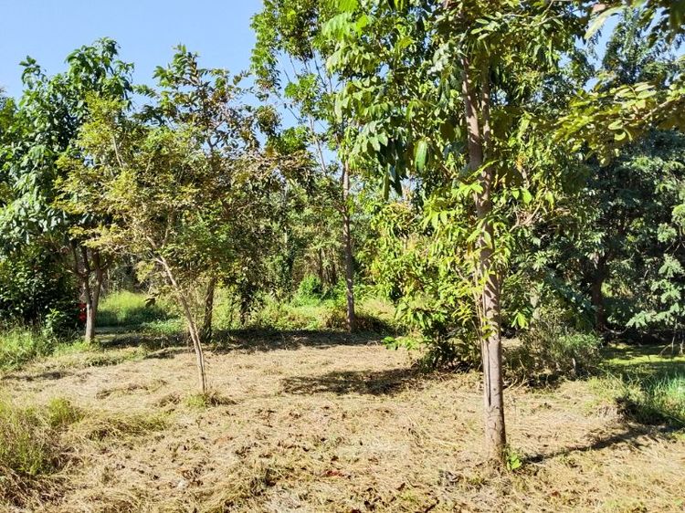 2019 บ้านสวน2ไร่ หนองสาหร่าย ดอนเจดีย์ สุพรรณบุรี รูปที่ 4
