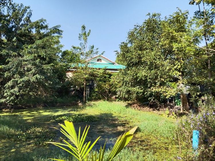 2019 บ้านสวน2ไร่ หนองสาหร่าย ดอนเจดีย์ สุพรรณบุรี รูปที่ 3