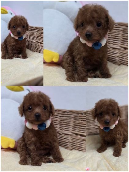พุดเดิ้ล (Poodle) เล็ก เด็กหญิงทอยพุดเดิ้ล