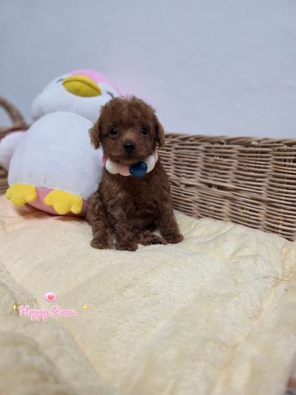 พุดเดิ้ล (Poodle) เล็ก น้องพุดเดิ้ลสีสวยน่ารักๆ