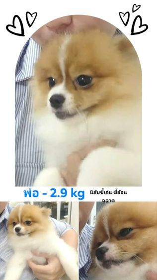 ปอมแท้ หน้าสั้น ตุ๊ตา Baby doll รูปที่ 6