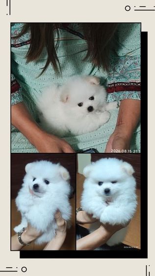 ปอมแท้ หน้าสั้น ตุ๊ตา Baby doll