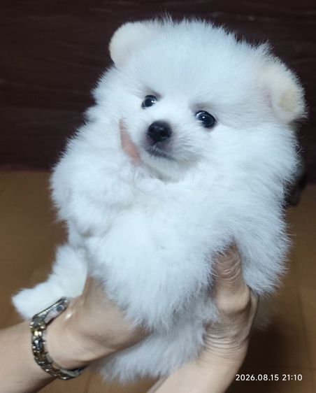 ปอมแท้ หน้าสั้น ตุ๊ตา Baby doll รูปที่ 2