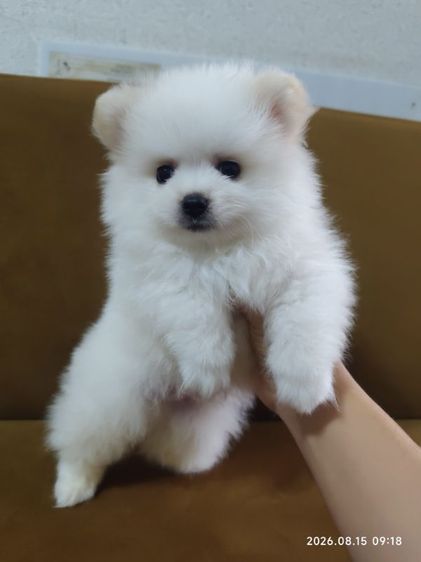 ปอมแท้ หน้าสั้น ตุ๊ตา Baby doll รูปที่ 3