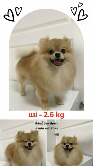 ปอมแท้ หน้าสั้น ตุ๊ตา Baby doll รูปที่ 5