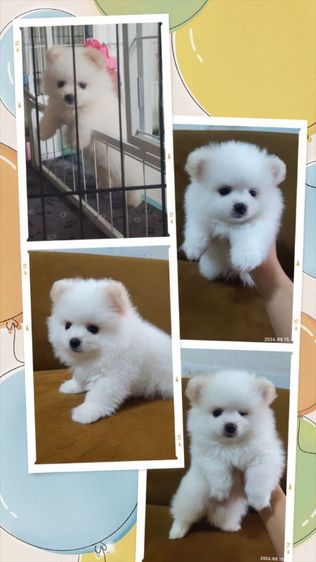 ปอมแท้ หน้าสั้น ตุ๊ตา Baby doll รูปที่ 4