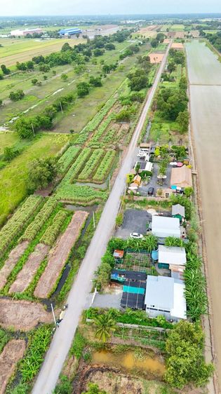 ที่ดินคลองหลวง ถมแล้ว ไกล้ชุมชน ผังสีชมพู ไกล้แฮปปี้แคท คาเฟ่แมวชื่อดัง รูปที่ 2