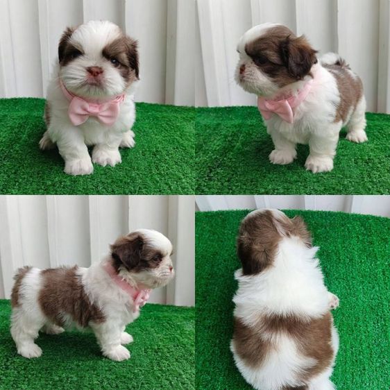 ชิสุ (Shih Tzu) เล็ก ชิสุห์