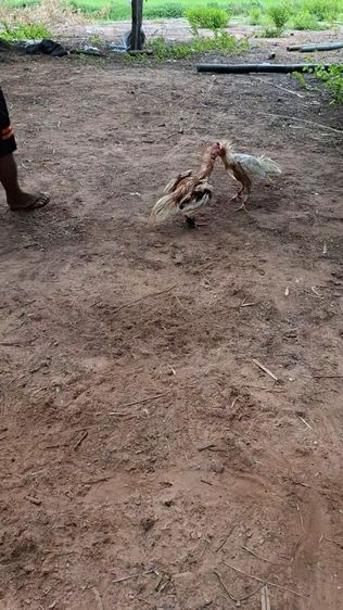 ไก่ชน รูปที่ 3