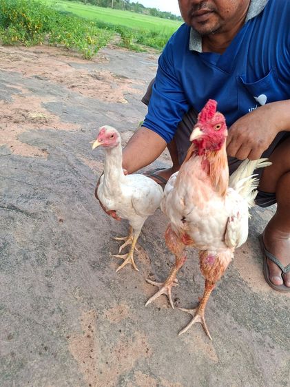 ไก่ชน